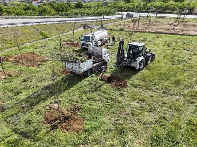 Metrobüs hattı için sökülen her ağaç başka bir alanda yaşatılıyor