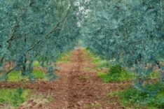 Dorlion Zeytinyağı, Sakarya Vadisi'nde Yetişen Zeytinlerle Aldığı Ödüllerle Öne Çıkıyor