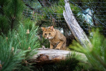Eskişehir Hayvanat Bahçesi’nde 30 Farklı Türle Biyolojik Çeşitlilik Artıyor